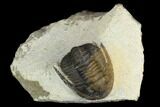 Bargain, Cornuproetus Trilobite Fossil - Ofaten, Morocco #119979-2
